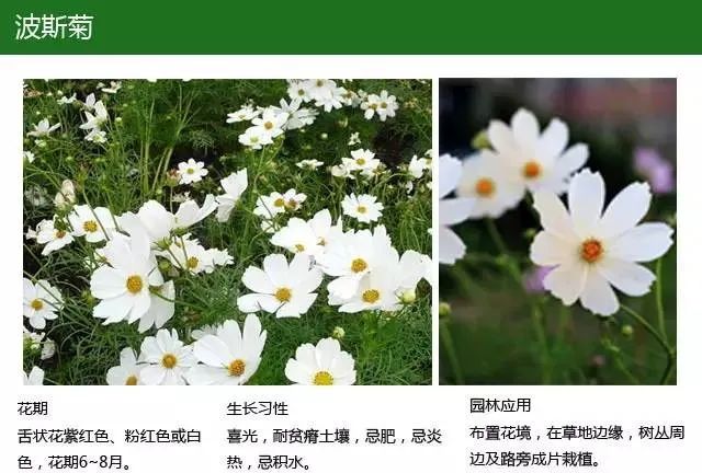 全方位植物设计课程，实战训练，案例示范，作业一对一指导-53