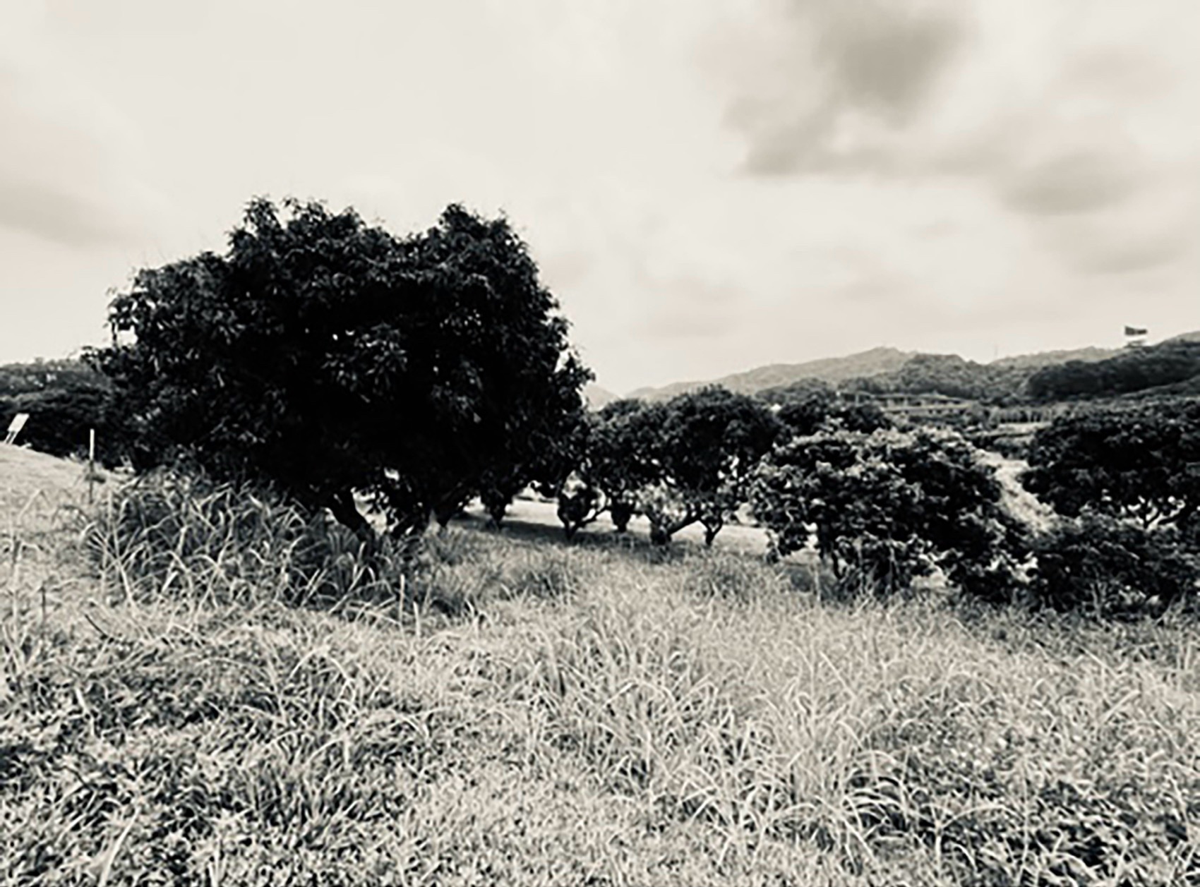 日熹阁与月在庭丨中国深圳丨南沙原创建筑设计工作室-17