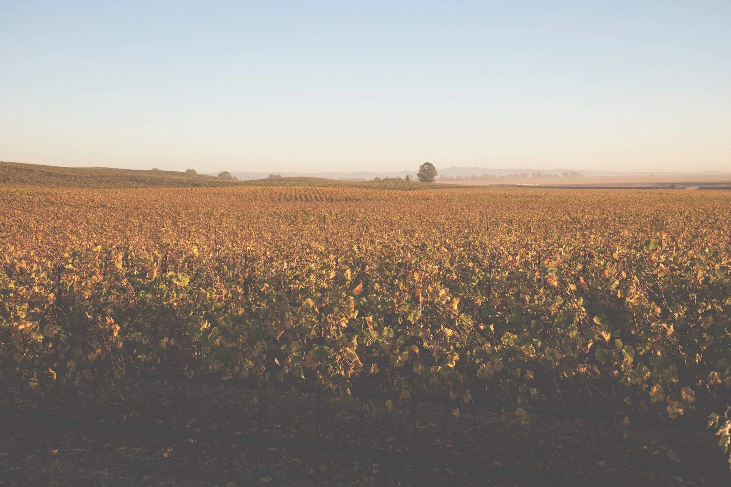 多努姆之家丨美国加利福尼亚丨Studio David Thulstrup-24