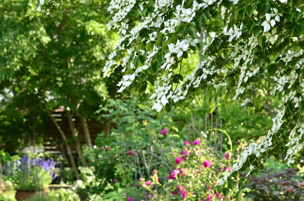 25年前的自制老花园，原来还可以这么美-6