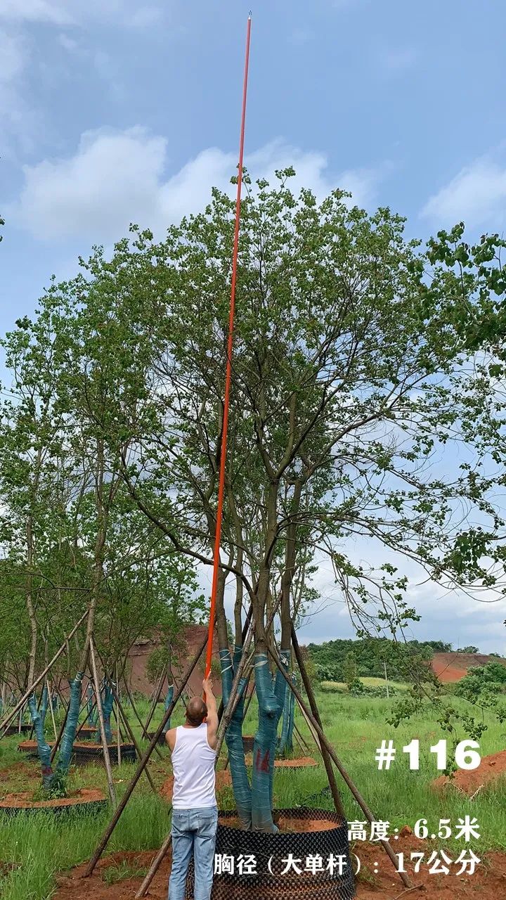 湖南衡阳 148 棵精品乌桕景观设计丨中国衡阳丨看见景观-134