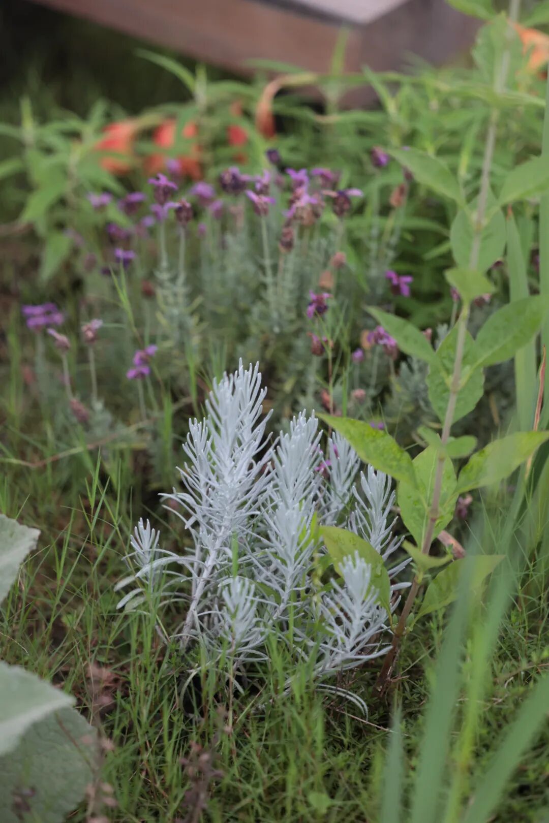 张唐探索|孤芳自赏的勇气——有.园张唐景观屋顶花园一年更新-167