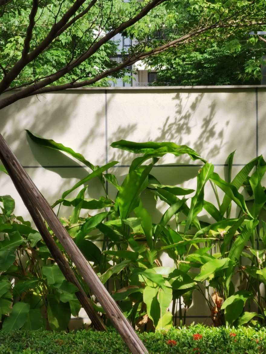 招商·海月花园丨中国三亚丨LAURENT罗朗景观(景观),柏涛建筑(建筑)-29