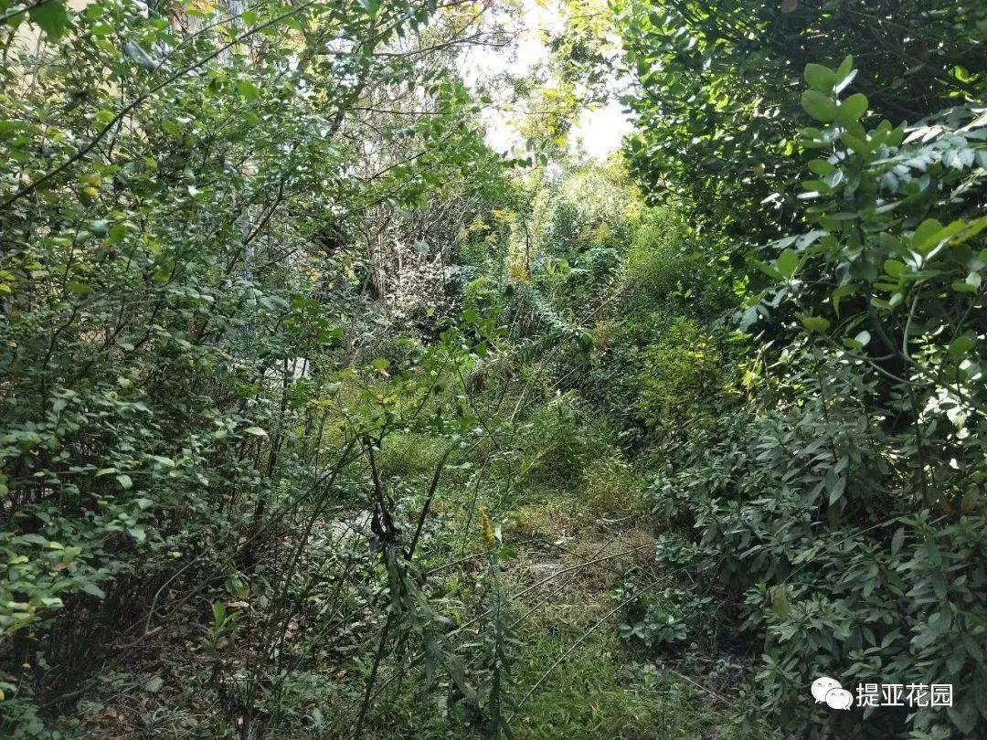 聆湖轩50号别墅花园设计丨中国宁波丨提亚生态科技(浙江)有限公司-67