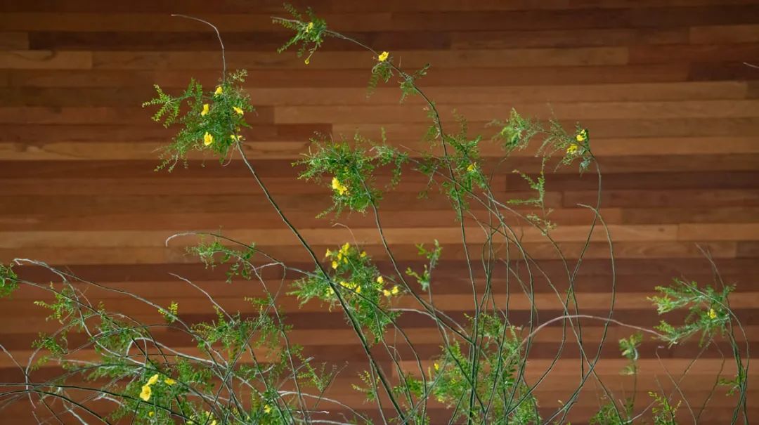 70 Rainey 空中花园丨美国奥斯汀丨Design Workshop-6