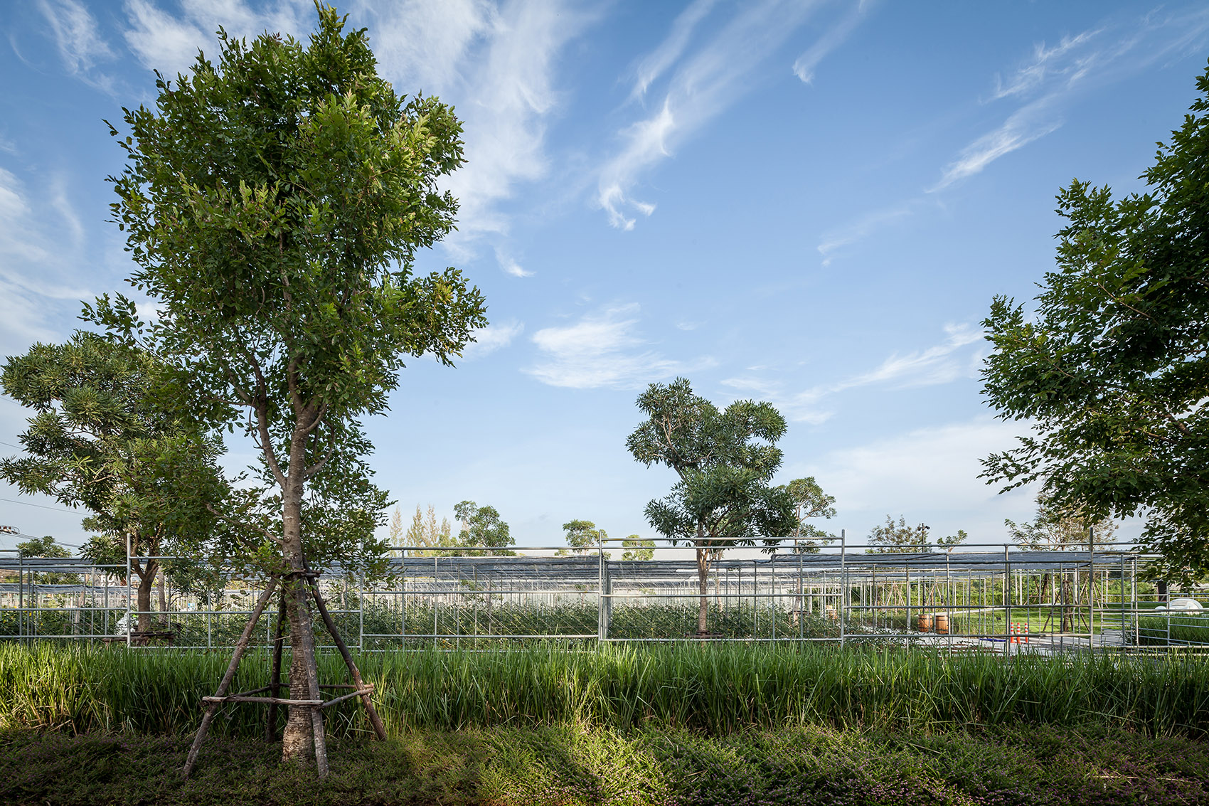 都市农场，泰国 / Integrated Field Co.,Ltd.-61