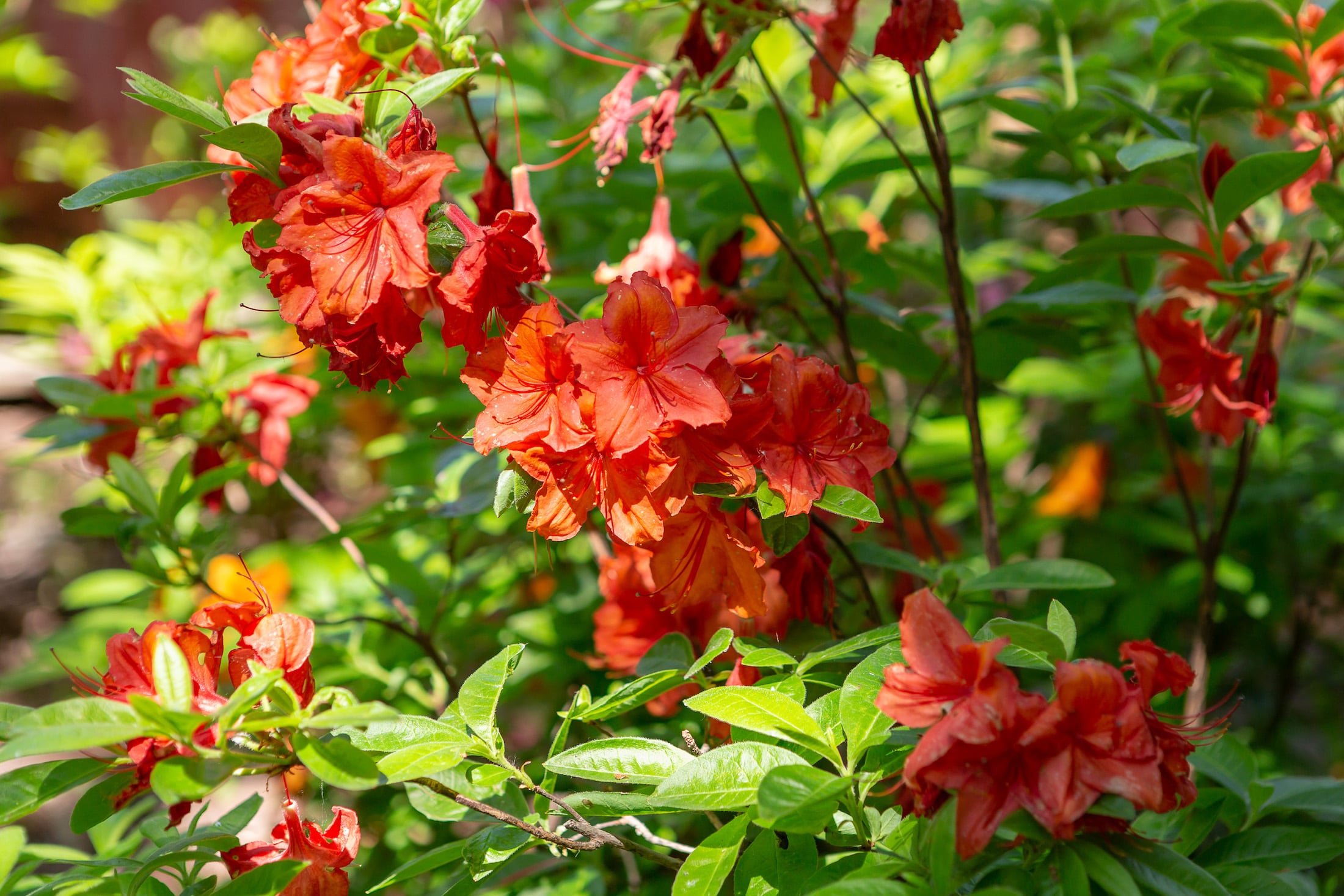 莫斯科北部童话森林湖景-24