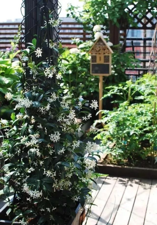 她在楼顶悄悄建了一座梦想花园，美翻了！这才是把日子过成诗的样子-105