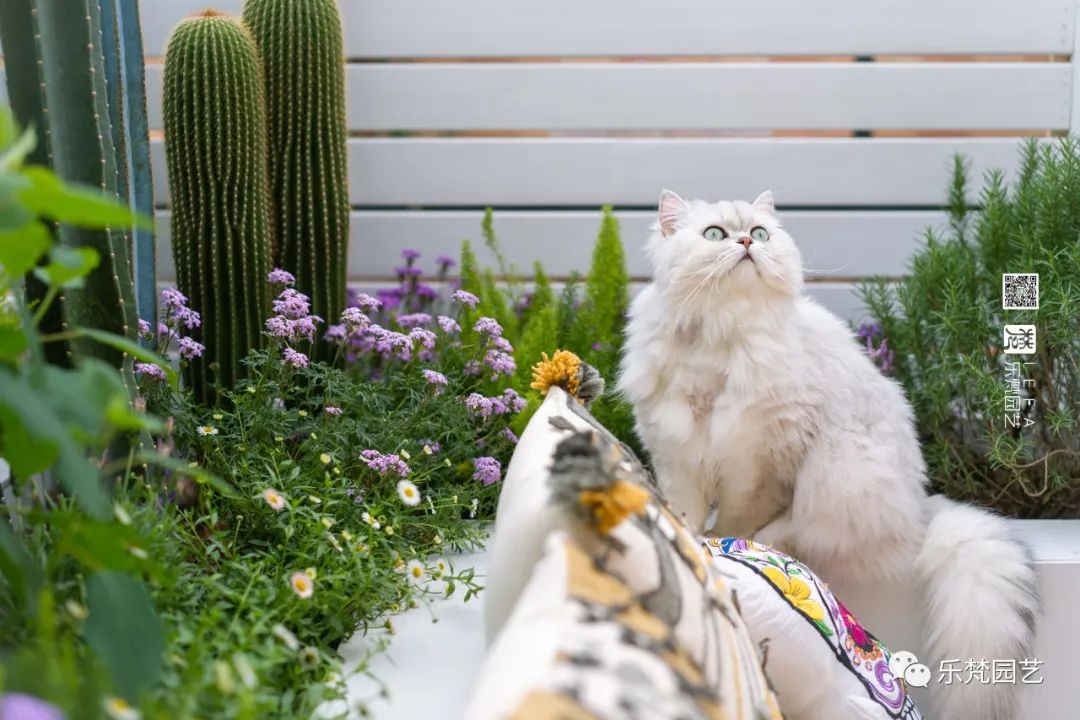 媚媚猫咪的摩洛哥阳台花园丨乐梵园艺-3