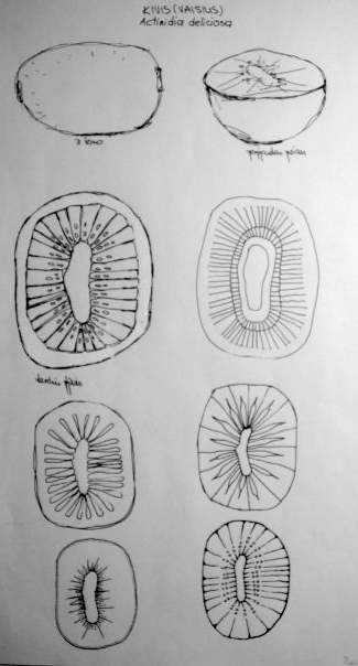 仿生分析·贾丝廷娜作品集丨justina（负责全流程）-13