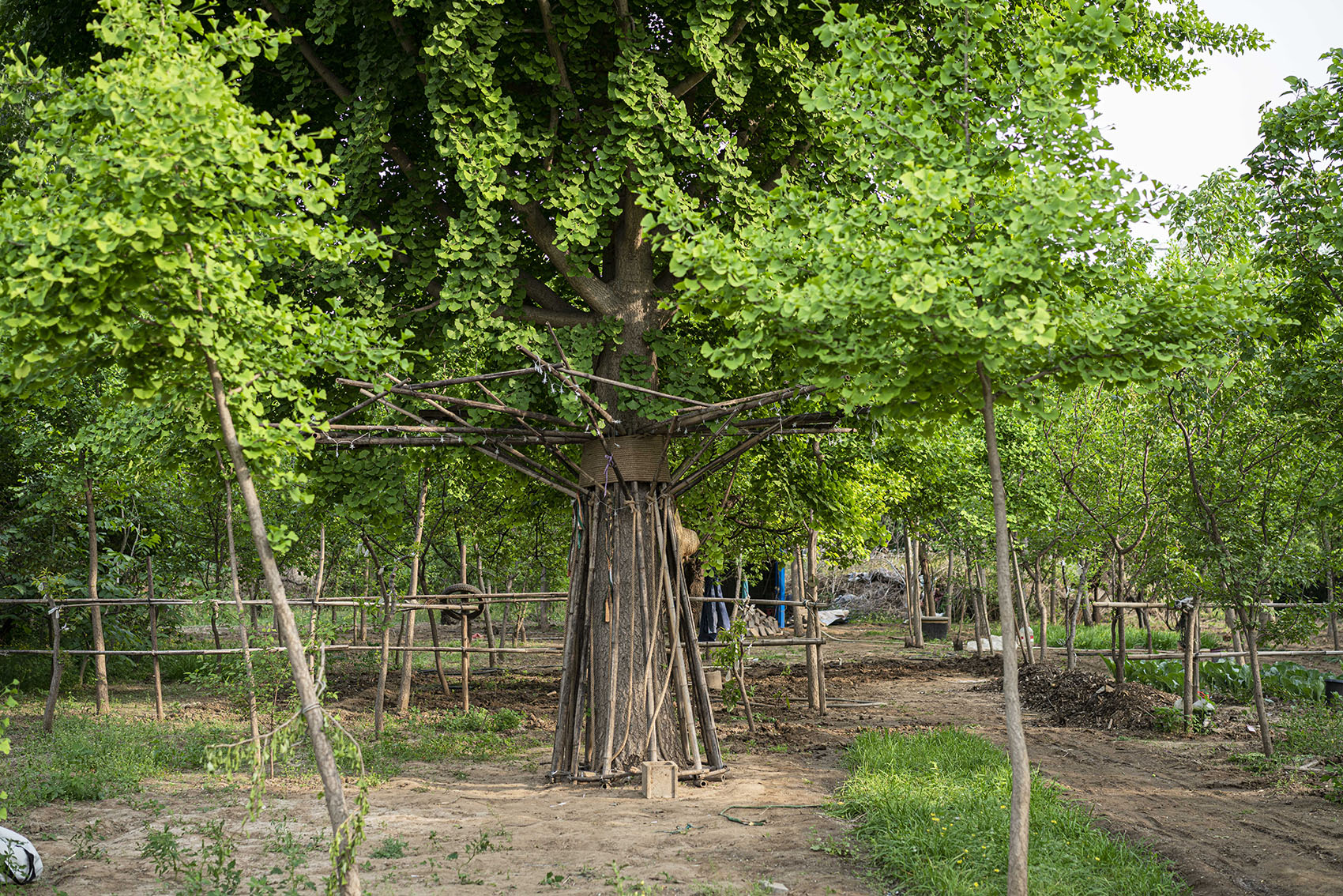 竹装置·Tree of Life丨中国北京丨UK Studio-26