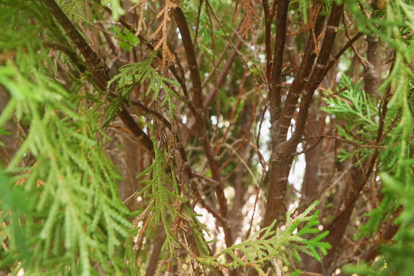 自然韵律 · 探索图案之美-1