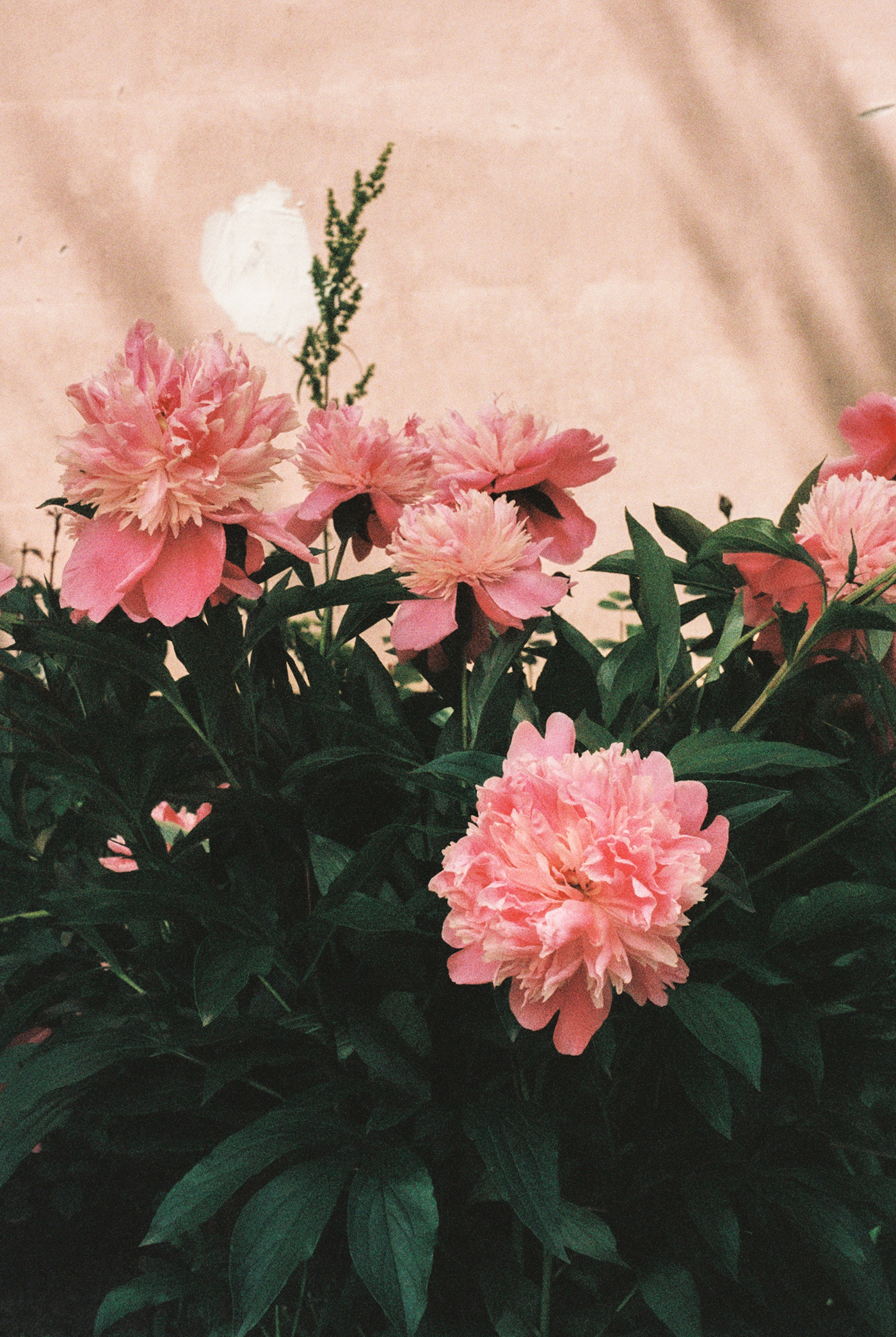 glimpses of Spring // 35mm film-9