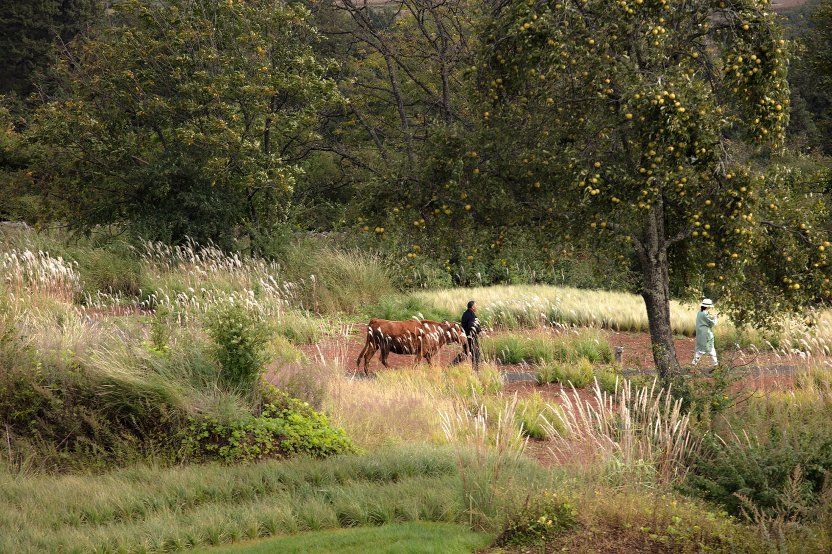 荒野花园和草甸剧场丨中国白沙丨Z’scape致舍景观-43