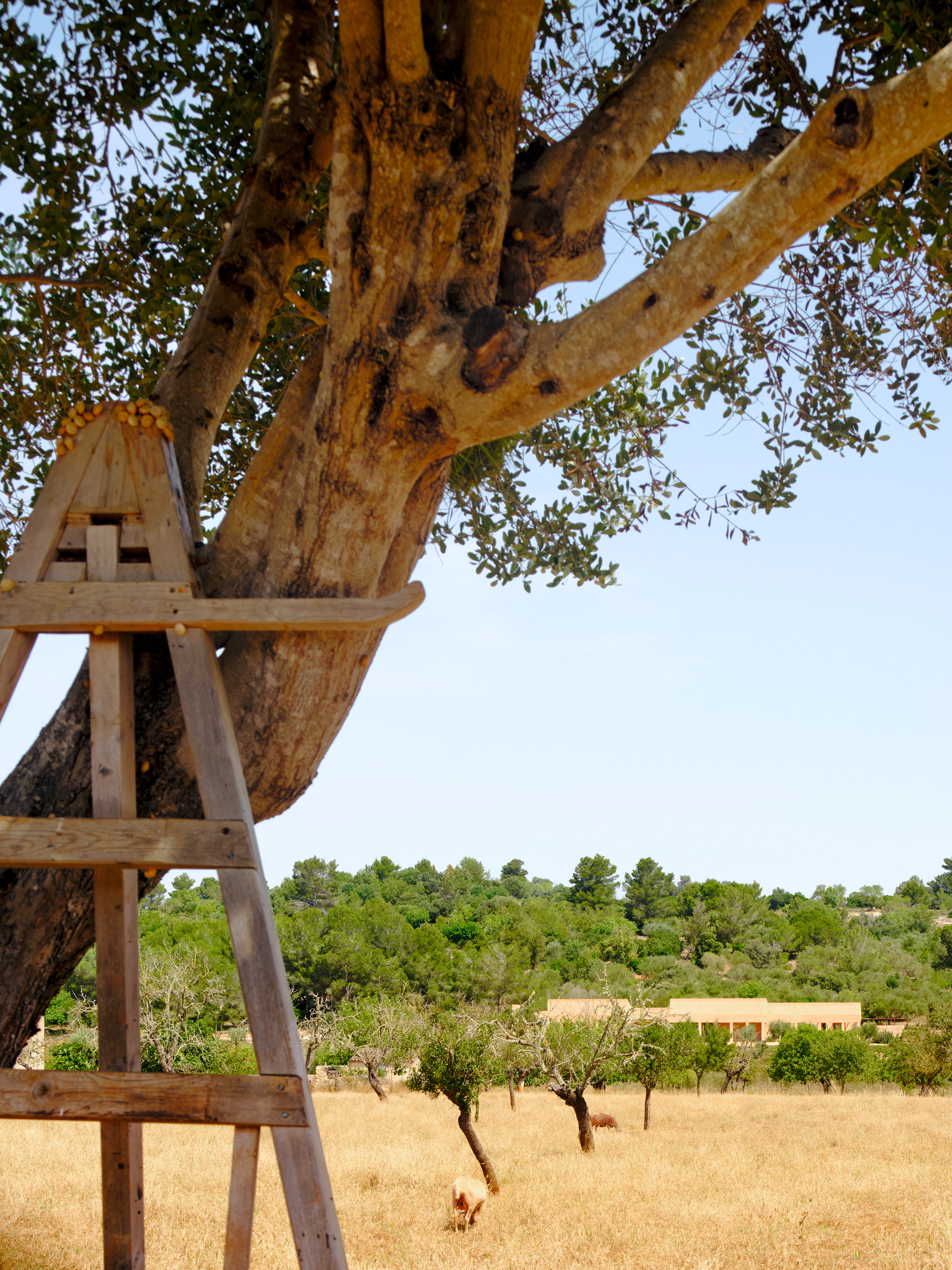 丨西班牙丨OAM – Office Architecture Mallorca-23