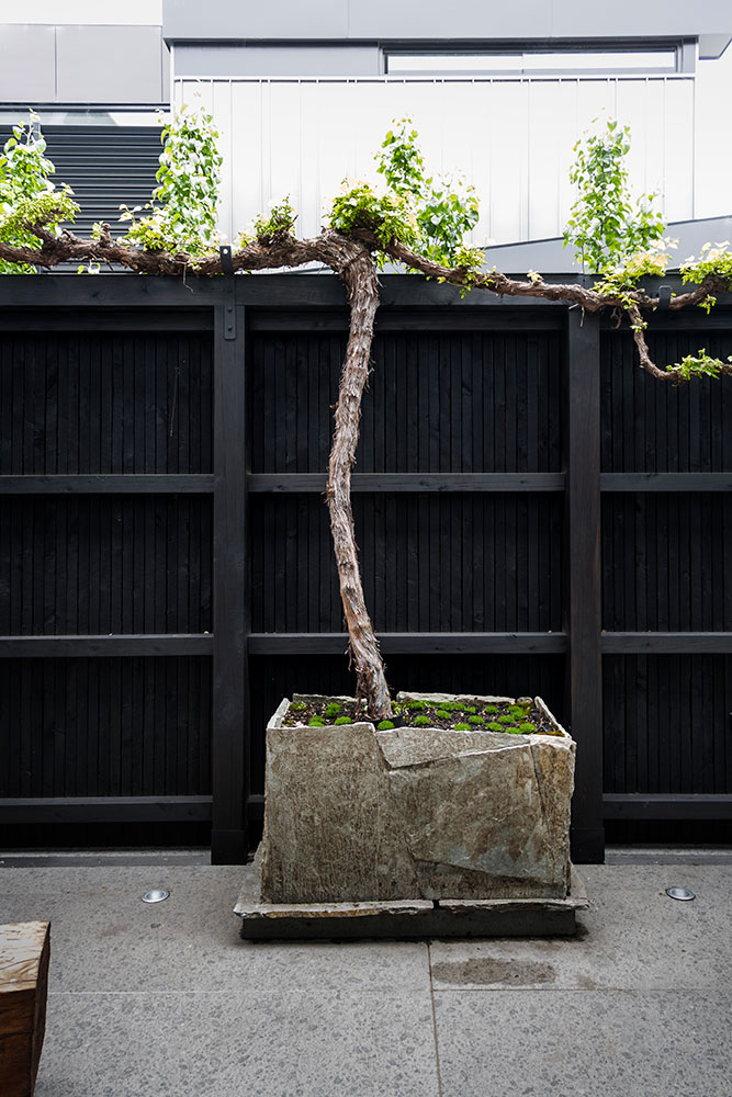 Custom Grape Vine - B.E Architecture-2