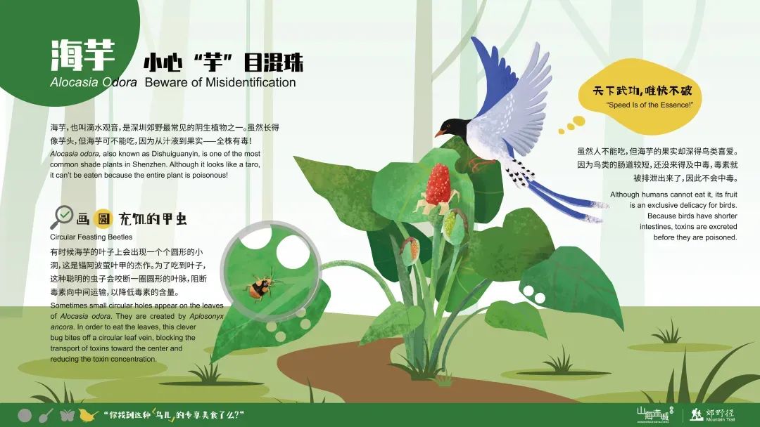 未名新作|山野有乾坤都市藏鲲鹏-深圳山海连城计划罗湖区东湖公园郊野径-莲塘口岸线-161