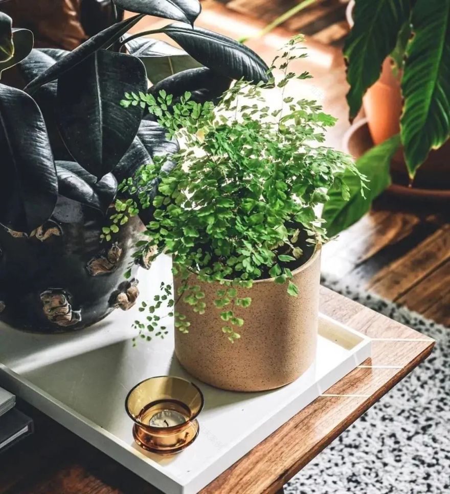 绿植搭配室内设计,打造自然家居之美-69