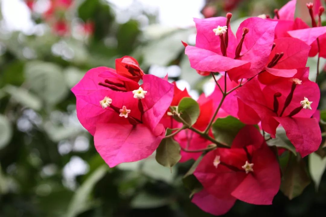 打造惊艳阳台,7 种花卉让空间焕发生机-36