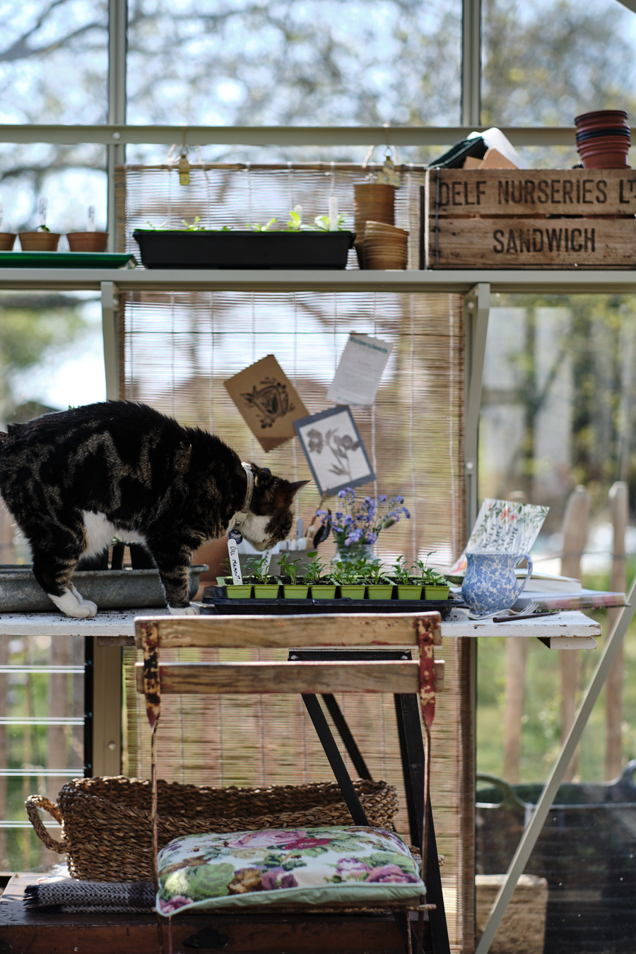 Creating a cottage garden - Lobster and Swan-23