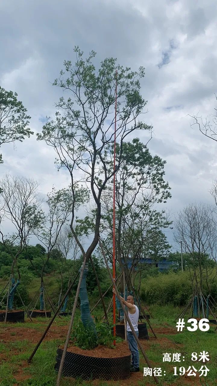 湖南衡阳 148 棵精品乌桕景观设计丨中国衡阳丨看见景观-43