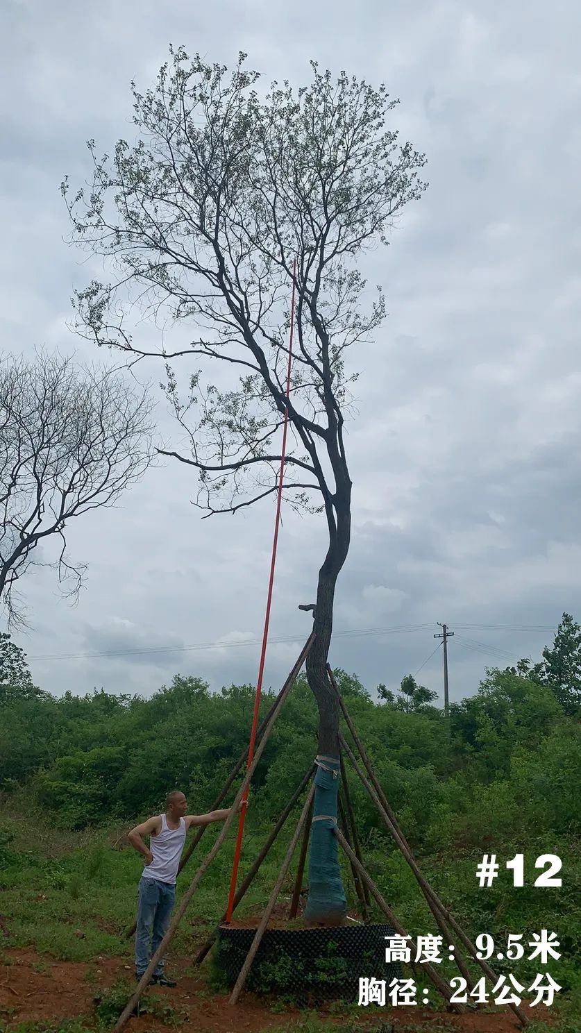 湖南衡阳 148 棵精品乌桕景观设计丨中国衡阳丨看见景观-16