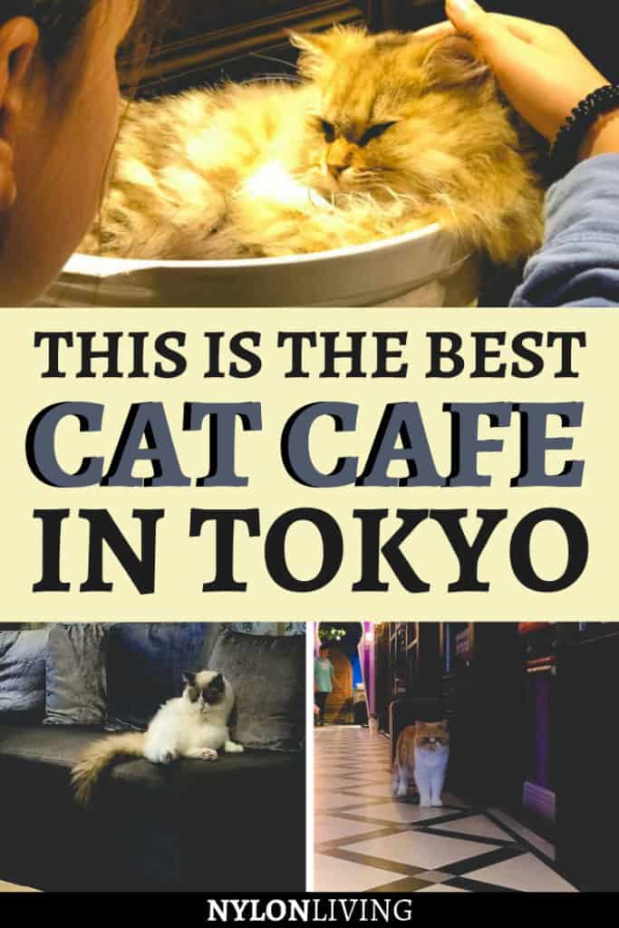 Mocha猫咖（原宿店）丨日本东京-49