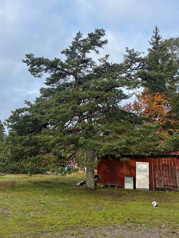 丨瑞典斯德哥尔摩丨Melina Ellvin,Oksana Pidleteichuk-7