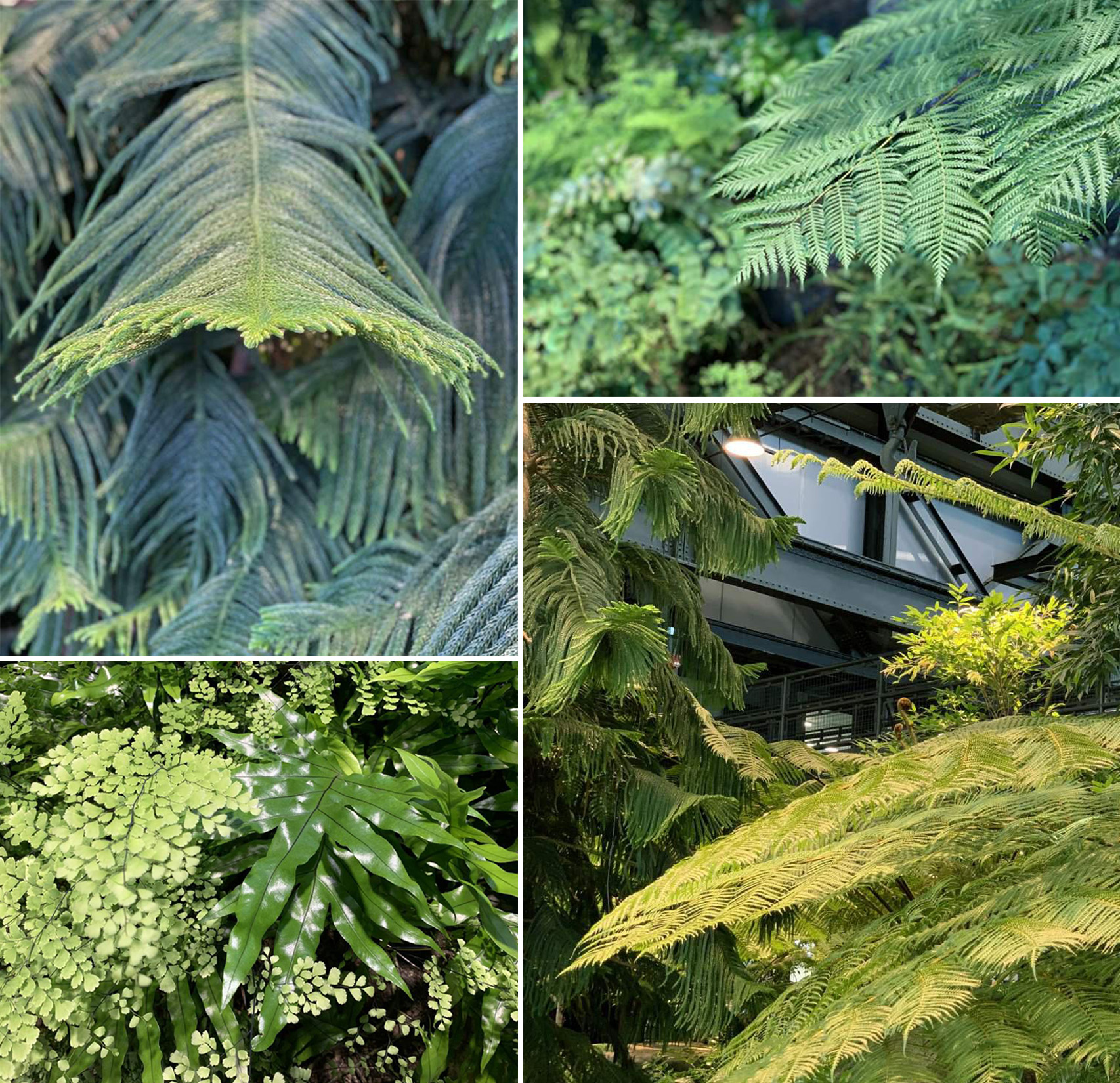 “最硬核”的办公空间改造，废弃海军造船厂中长出了一座封闭森林！-70