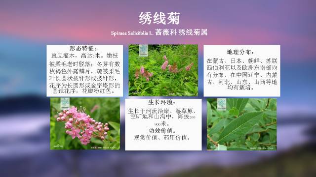 秋凌景观陪伴你学习的第3128天-39