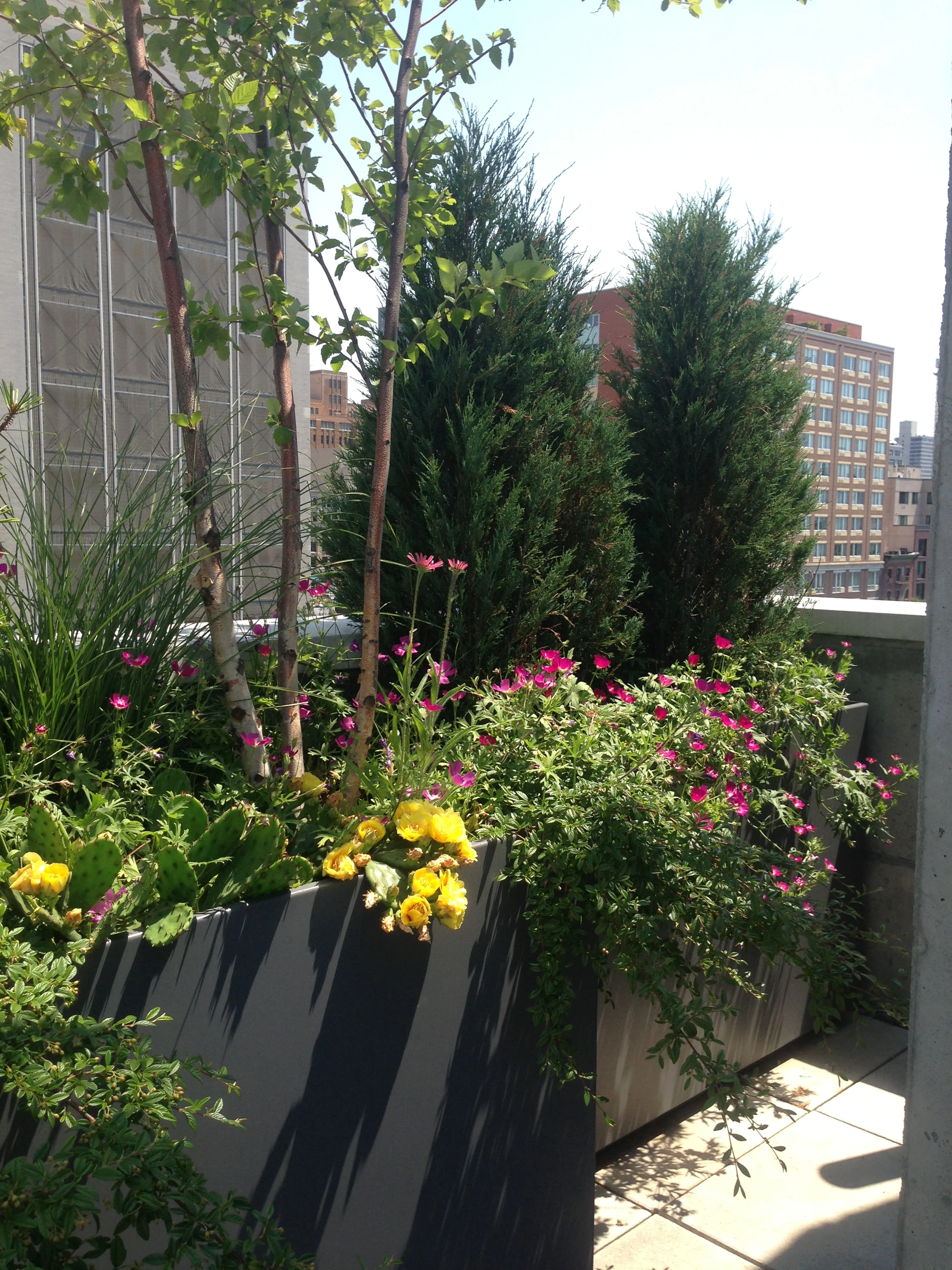 太平洋街排屋丨Alive Structures-2