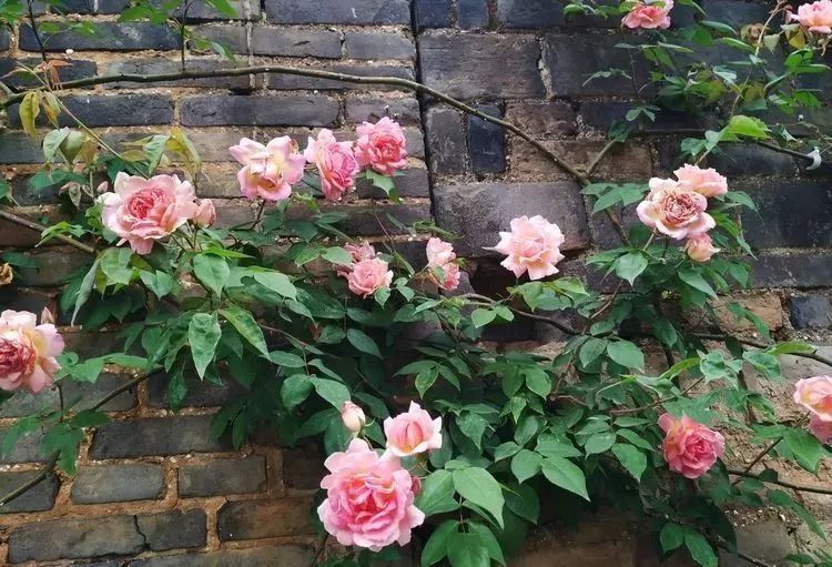 她花了4年，用月季，铁线莲，绣球把农村破败的小院打造成了花海，惊艳了时光-32