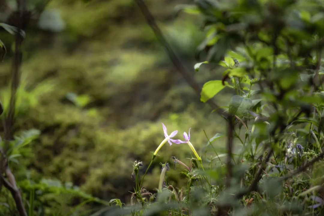 JLC金陵中環|从水墨画境走入自然草木-56