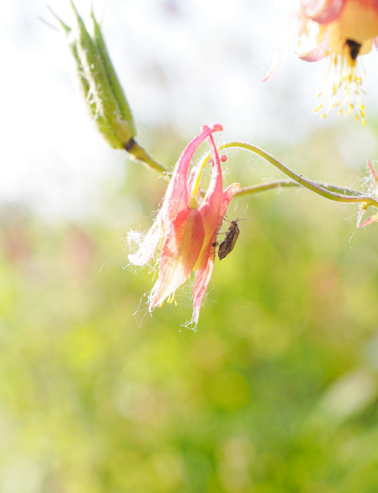 Flowers!-3
