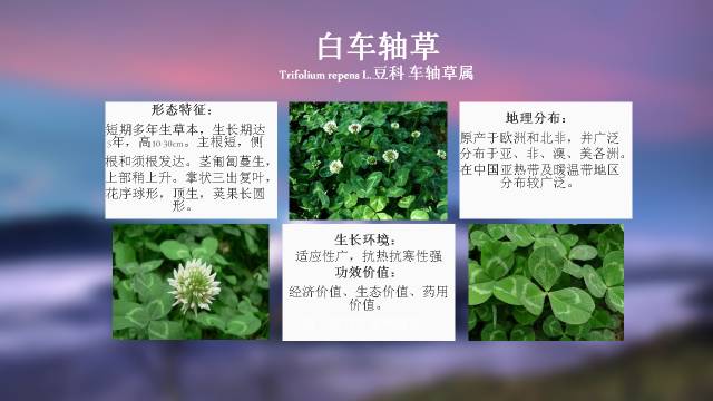 秋凌景观陪伴你学习的第3128天-67