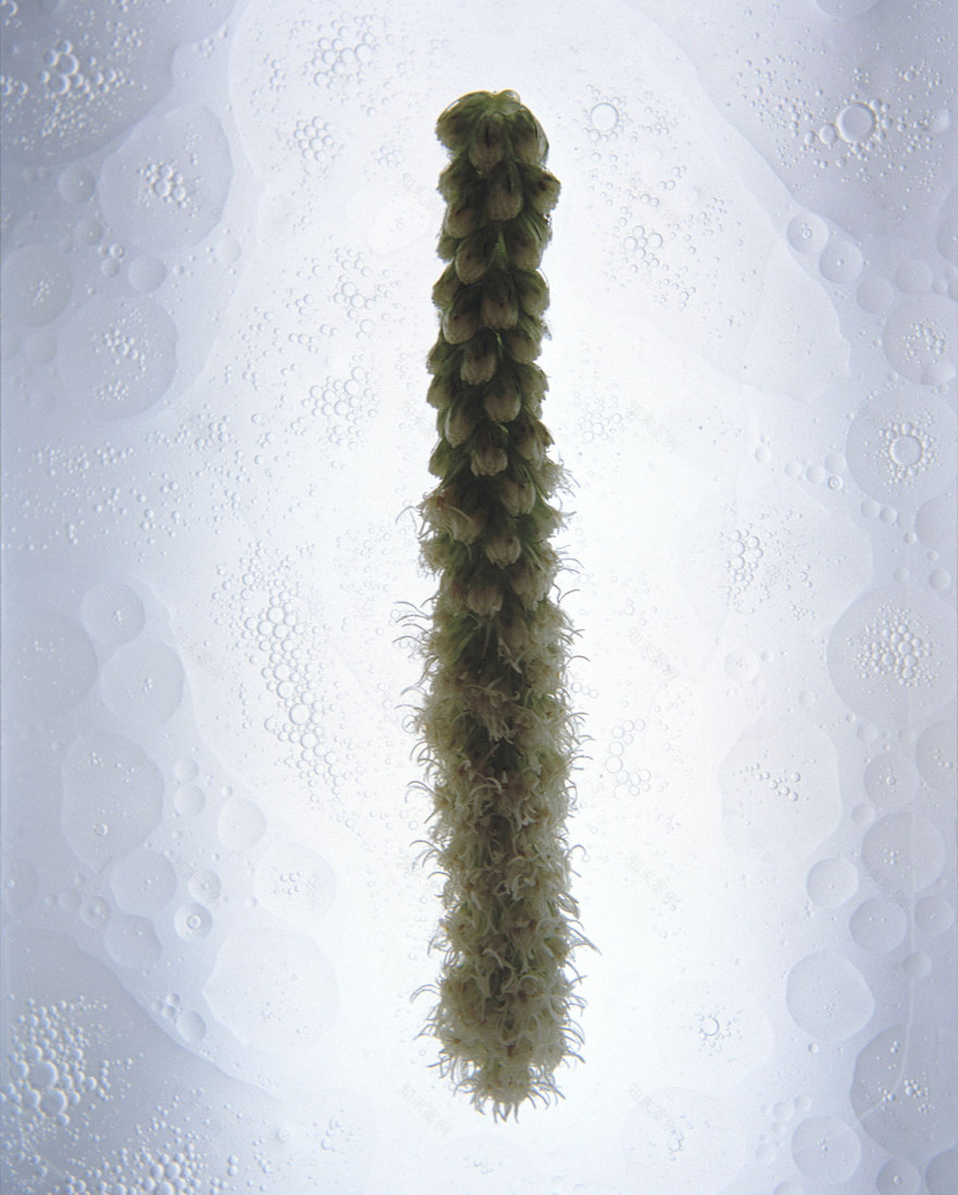 奇异梦境 | 摄影师 Namiko Kitaura 的艺术世界-49