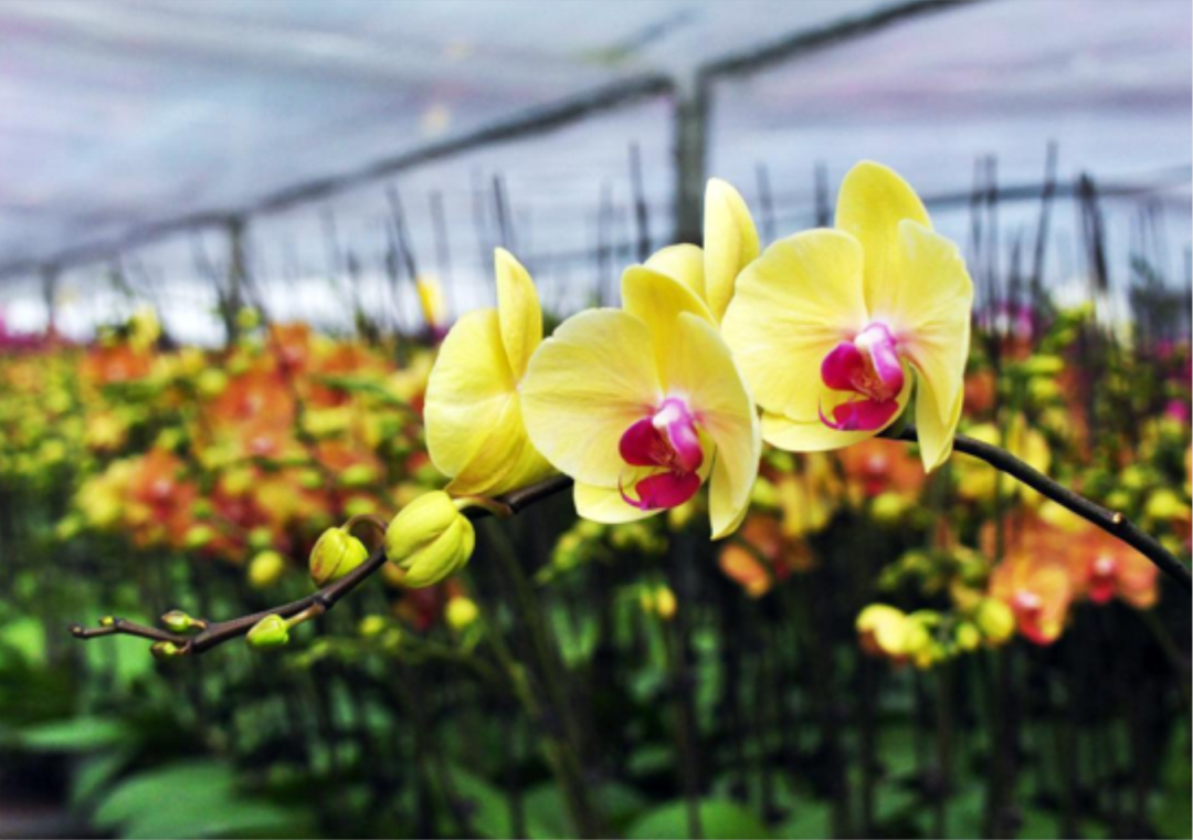 【获奖项目巡礼】⑥：生态文明理念下的新桃园乡村模式实践——东莞市清溪镇铁场村乡村社区建设规划-57