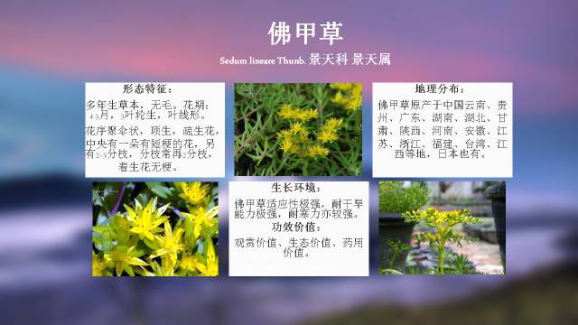 秋凌景观陪伴你学习的第3128天-64