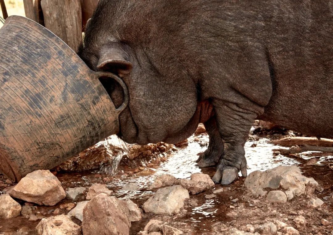 伊比沙岛自然之美 | La Granja Ibiza 农舍设计-28