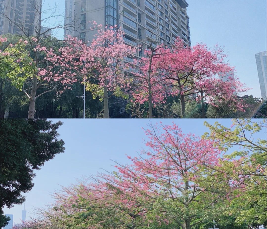 花漾广州 · 四季繁花的花城时空丨中国广州丨GZPI景观与旅游规划设计所-14