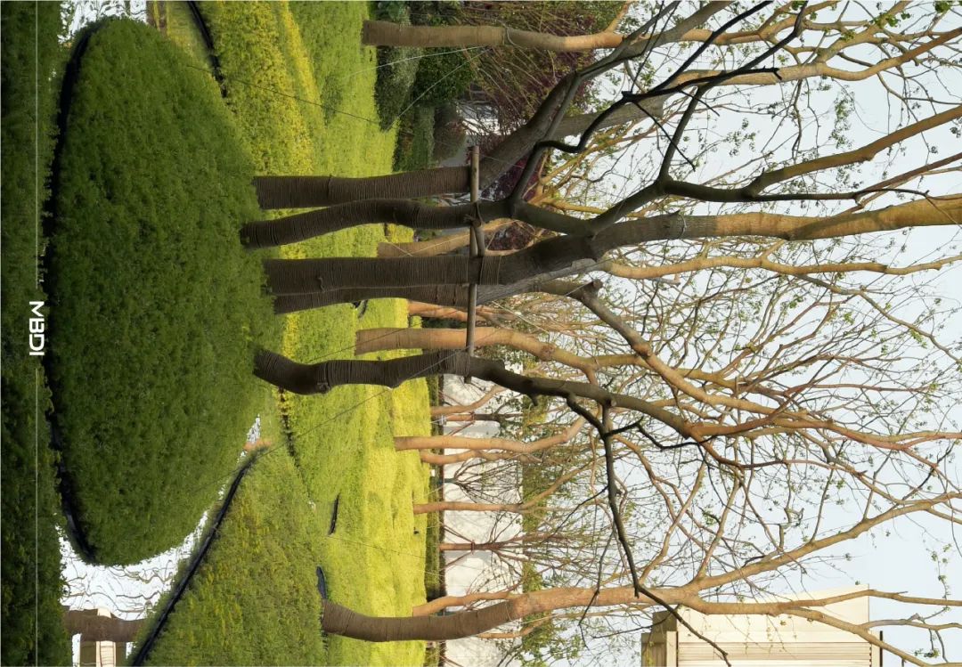 “城市山林” | 苏州·正荣春栖和庭-35