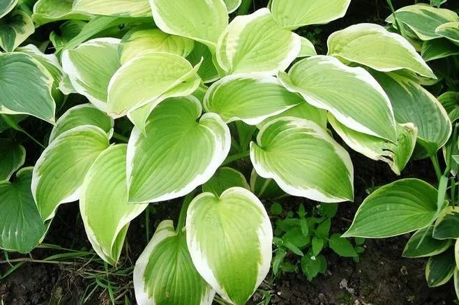 夏日花园养护攻略，打造梦想花园-36