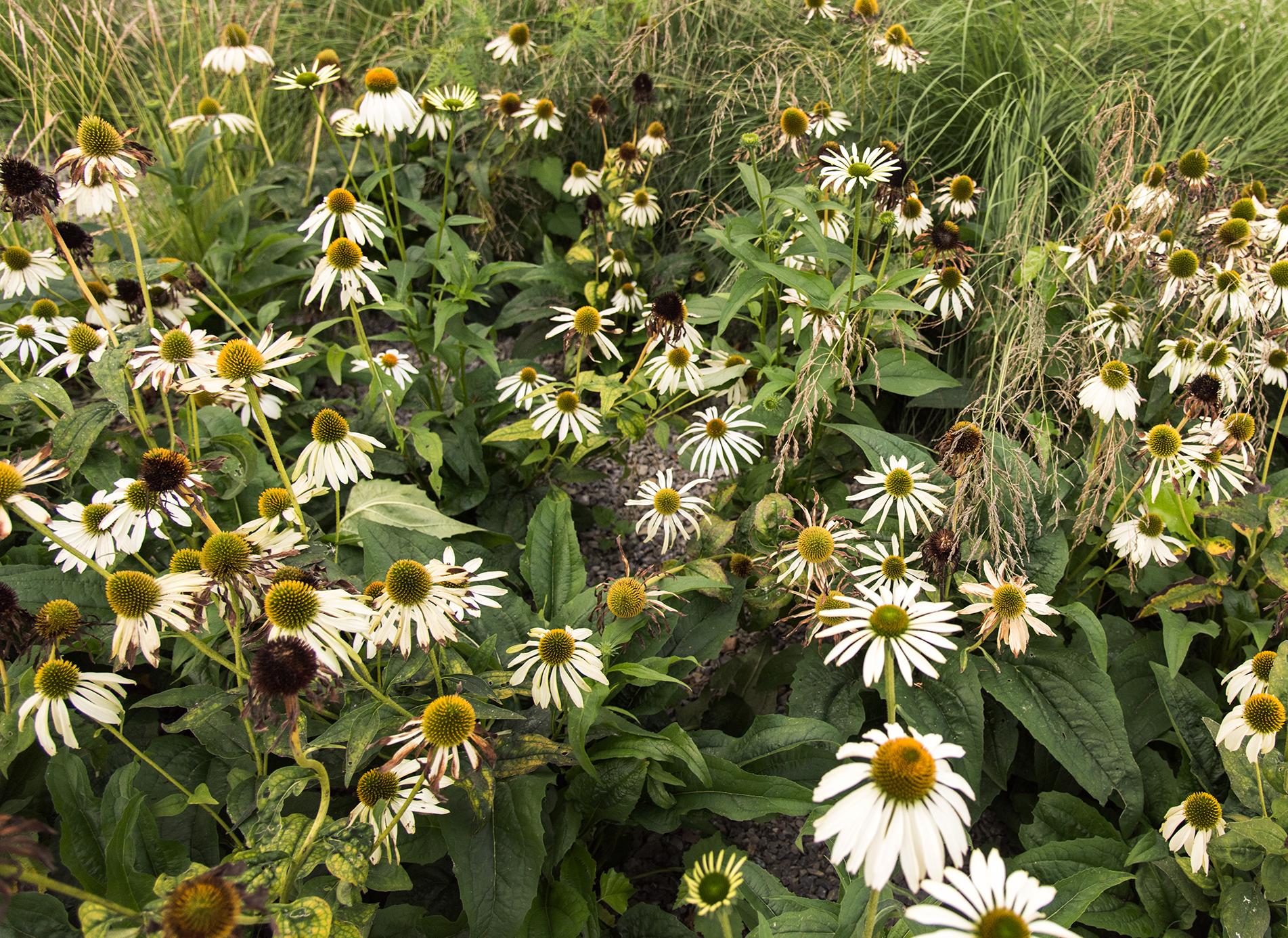 FU  Campus柏林校区建设丨德国柏林-7