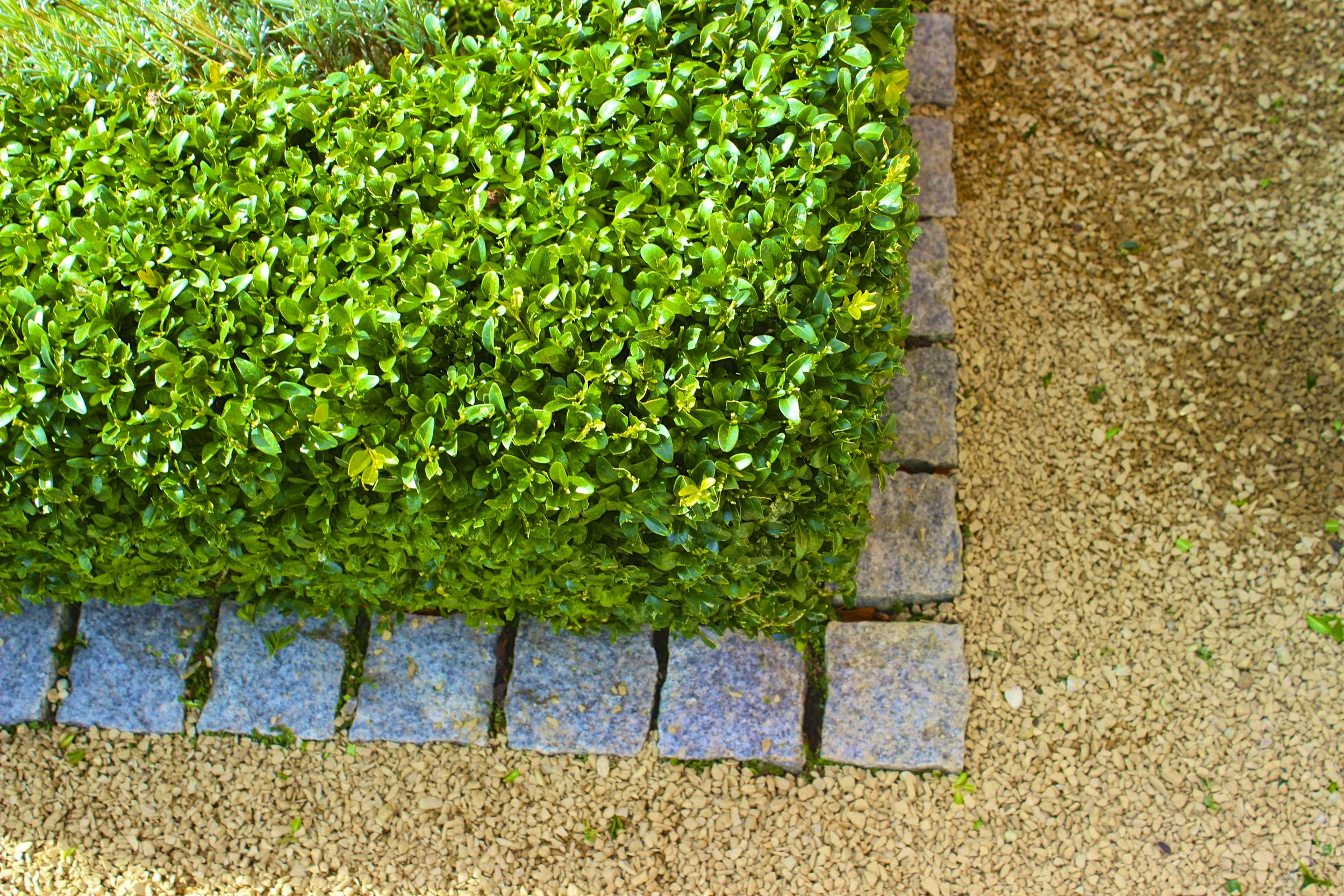 前花园花坛丨IrelandDublin-4