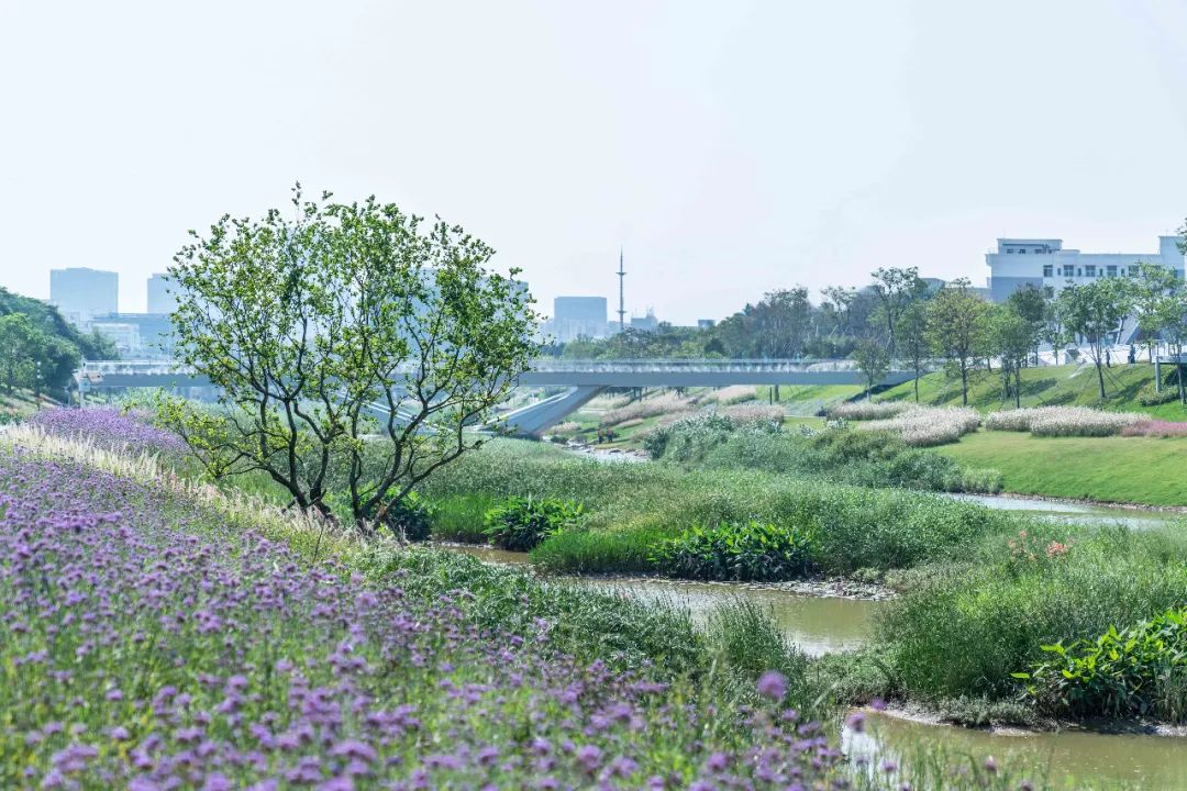 茅洲河碧道·光明段生态修复试点-46