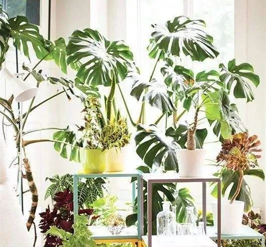 绿植搭配室内设计，打造自然家居之美-23