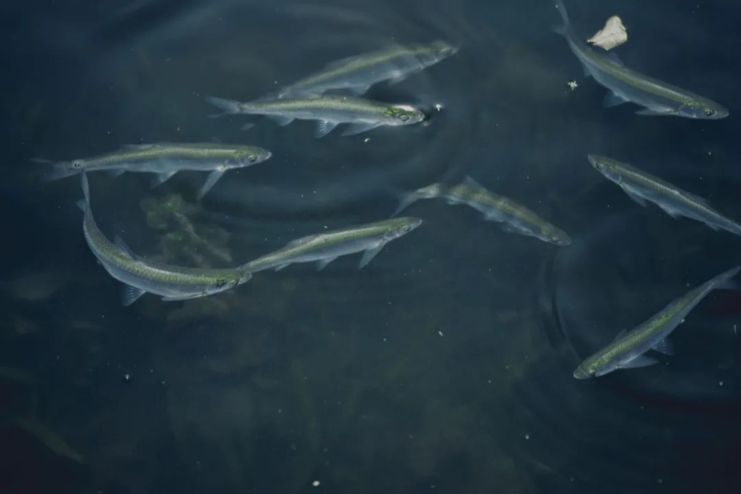 Yang Zhao  VISUAL ARTS-15