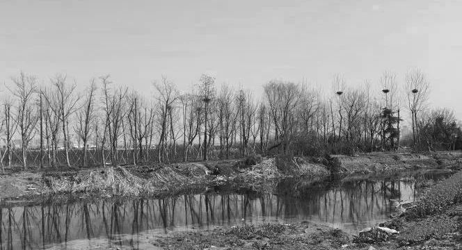 合肥阳光城·檀悦——凤巢栖语的浪漫空间-13