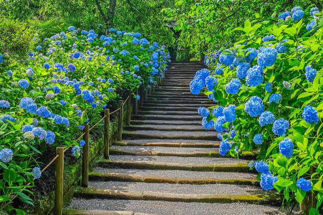 明月院庭园等景观丨日本神奈川-8