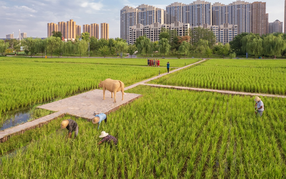 长安公园稻香园丨中国西安丨上海赤地设计事务所-7